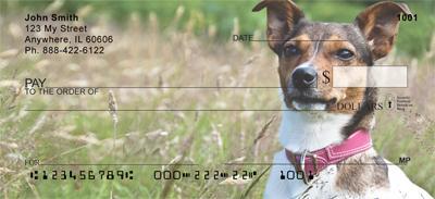 Jack Russells In The Grass