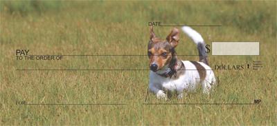 Jack Russells In The Grass