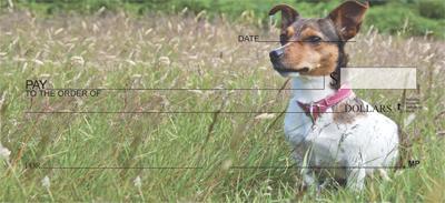 Jack Russells In The Grass