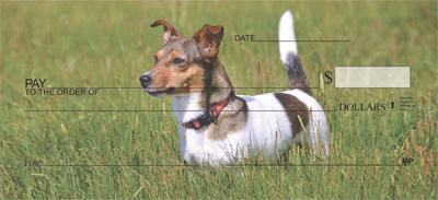 Jack Russells In The Grass