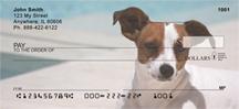 Cute Jack Russells