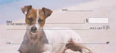 Cute Jack Russells