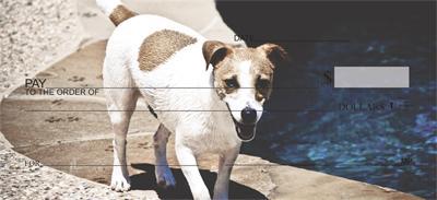 Cute Jack Russells