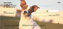 Loyal Jack Russells