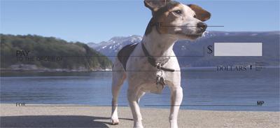 Loyal Jack Russells