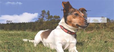 Loyal Jack Russells