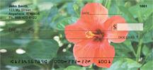Red Hibiscus