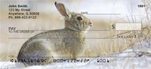 Cotton Tail Rabbit