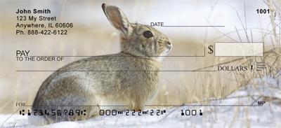 Cotton Tail Rabbit