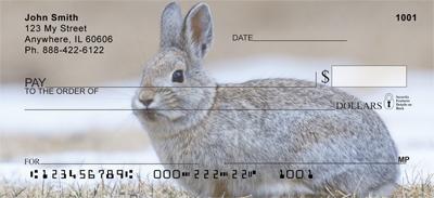 Cotton Tail Rabbit