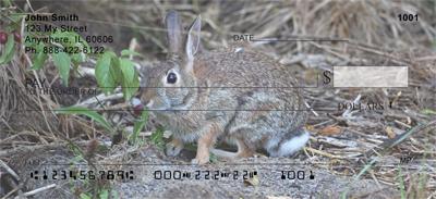 Cotton Tail Rabbit