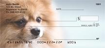 Cute Pomeranian