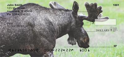 Swedish Moose