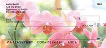Moth Orchids