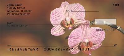 Moth Orchids
