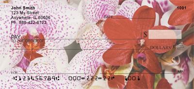 Moth Orchids