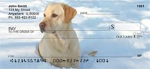 Yellow Labs In The Snow