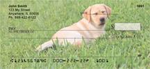 Yellow Labrador Puppies