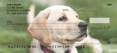 Yellow Labrador Puppies