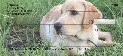 Yellow Labrador Puppies