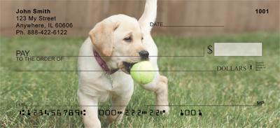 Yellow Labrador Puppies