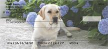 Playful Yellow Labs