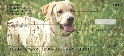 Playful Yellow Labs