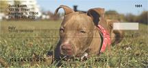 Pitbull Puppies