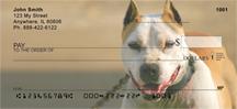 Pitbull Guard Dogs