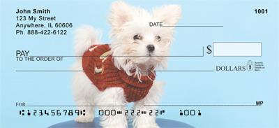 Cute Maltese