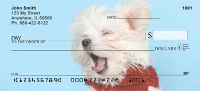 Cute Maltese