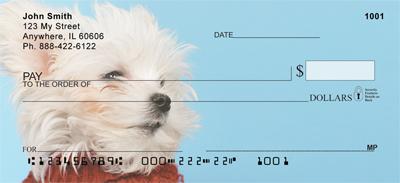 Cute Maltese