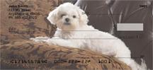 Comfy Maltese