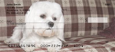 Comfy Maltese