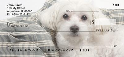Comfy Maltese