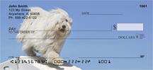 Active Maltese