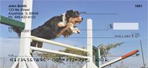 Agile Australian Shepherds