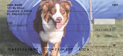 Agile Australian Shepherds