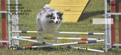 Agile Australian Shepherds