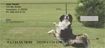 Playful Australian Shepherds