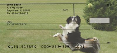 Playful Australian Shepherds