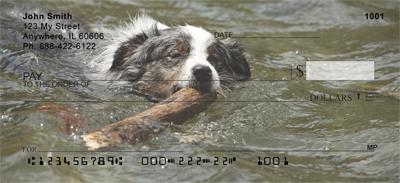 Playful Australian Shepherds