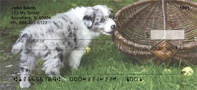 Playful Australian Shepherds