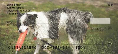 Playful Australian Shepherds