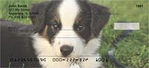 Australian Shepherd Puppies