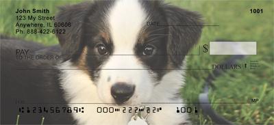 Australian Shepherd Puppies