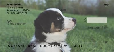 Australian Shepherd Puppies