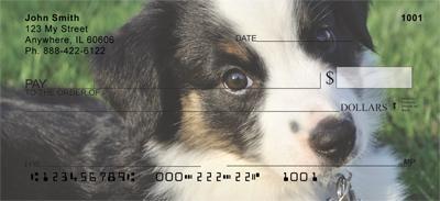 Australian Shepherd Puppies