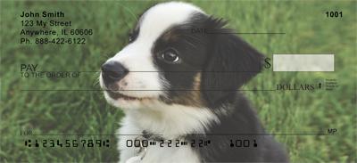 Australian Shepherd Puppies