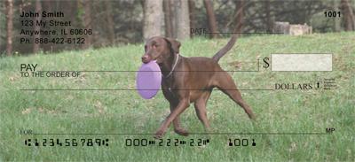 Playful Chocolate Labs